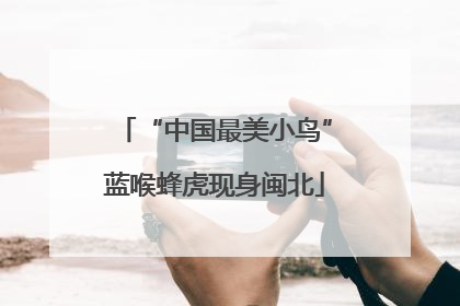 “中国最美小鸟”蓝喉蜂虎现身闽北