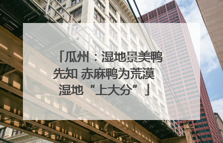 瓜州：湿地景美鸭先知 赤麻鸭为荒漠湿地“上大分”
