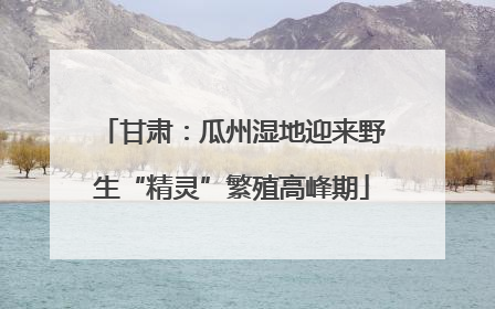 甘肃：瓜州湿地迎来野生“精灵”繁殖高峰期