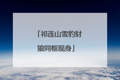 祁连山雪豹豺狼同框现身