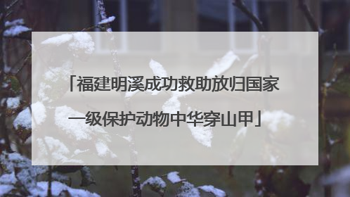 福建明溪成功救助放归国家一级保护动物中华穿山甲
