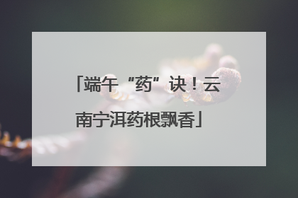 端午“药”诀！云南宁洱药根飘香