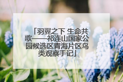 羽翼之下 生命共歌——祁连山国家公园候选区青海片区鸟类观察手记