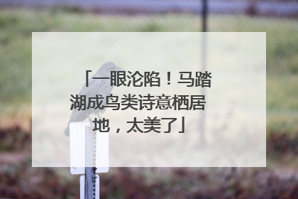 一眼沦陷！马踏湖成鸟类诗意栖居地，太美了