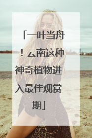 一叶当舟！云南这种神奇植物进入最佳观赏期