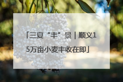 三夏“丰”景｜顺义15万亩小麦丰收在即