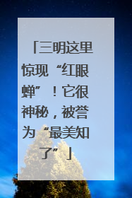 三明这里惊现“红眼蝉”！它很神秘，被誉为“最美知了”