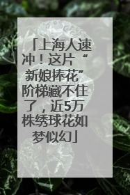上海人速冲！这片“新娘捧花”阶梯藏不住了，近5万株绣球花如梦似幻