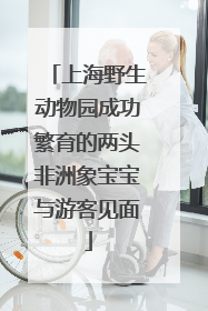 上海野生动物园成功繁育的两头非洲象宝宝与游客见面