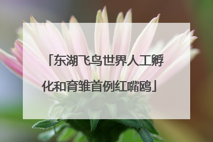 东湖飞鸟世界人工孵化和育雏首例红嘴鸥