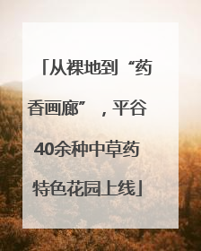 从裸地到“药香画廊”，平谷40余种中草药特色花园上线