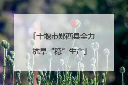 十堰市郧西县全力抗旱“稳”生产