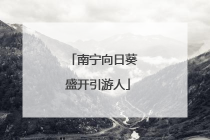 南宁向日葵盛开引游人