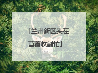 兰州新区头茬苜蓿收割忙