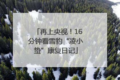 再上央视！16分钟看雪豹“凌小蛰”康复日记