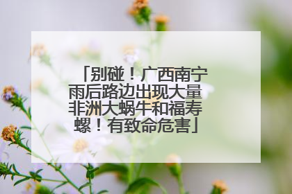 别碰！广西南宁雨后路边出现大量非洲大蜗牛和福寿螺！有致命危害