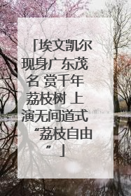 埃文凯尔现身广东茂名 赏千年荔枝树 上演无间道式“荔枝自由”