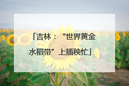 吉林：“世界黄金水稻带”上插秧忙