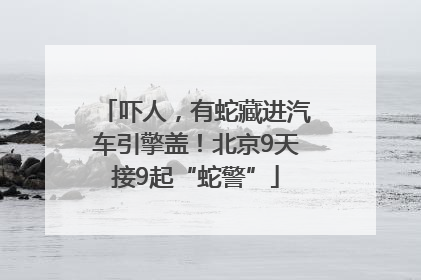 吓人，有蛇藏进汽车引擎盖！北京9天接9起“蛇警”