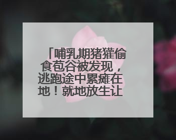 哺乳期猪獾偷食苞谷被发现，逃跑途中累瘫在地！就地放生让其回家“奶孩子”