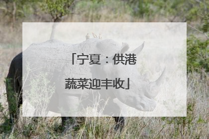 宁夏：供港蔬菜迎丰收