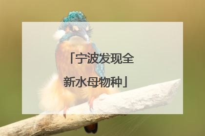 宁波发现全新水母物种
