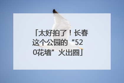 太好拍了！长春这个公园的“520花墙”火出圈