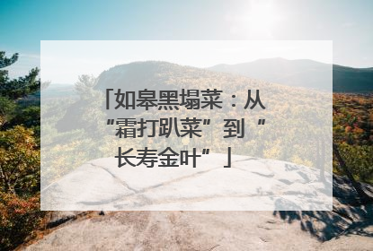 如皋黑塌菜：从“霜打趴菜”到“长寿金叶”