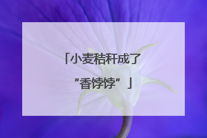小麦秸秆成了“香饽饽”