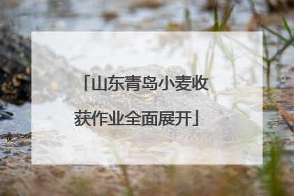 山东青岛小麦收获作业全面展开