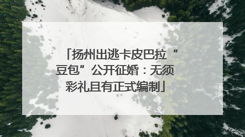 扬州出逃卡皮巴拉“豆包”公开征婚：无须彩礼且有正式编制