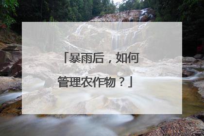 暴雨后，如何管理农作物？