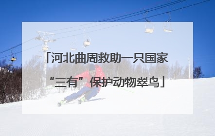 河北曲周救助一只国家“三有”保护动物翠鸟