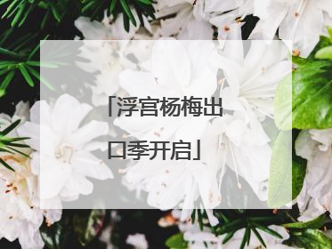 浮宫杨梅出口季开启