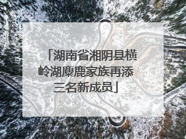湖南省湘阴县横岭湖麋鹿家族再添三名新成员