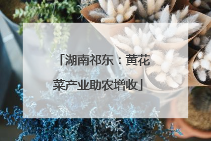 湖南祁东：黄花菜产业助农增收