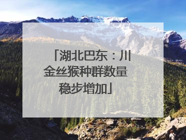 湖北巴东：川金丝猴种群数量稳步增加