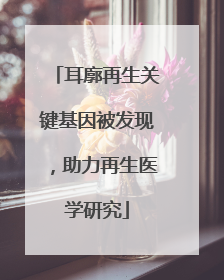 耳廓再生关键基因被发现，助力再生医学研究