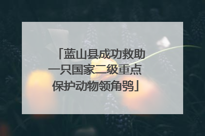 蓝山县成功救助一只国家二级重点保护动物领角鸮