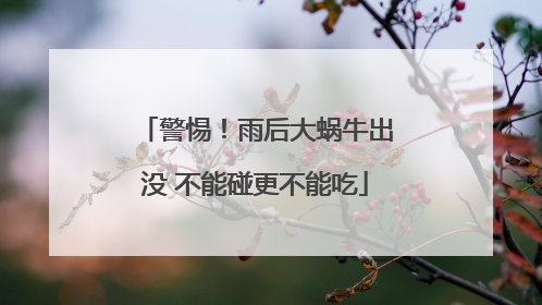 警惕！雨后大蜗牛出没 不能碰更不能吃