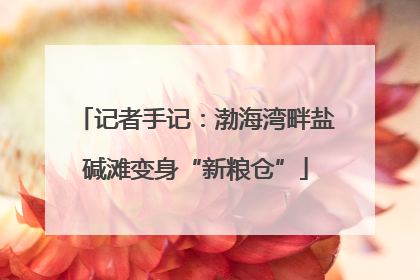 记者手记：渤海湾畔盐碱滩变身“新粮仓”