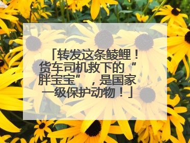转发这条鲮鲤！货车司机救下的“胖宝宝”，是国家一级保护动物！