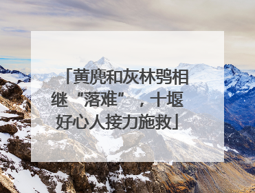 黄麂和灰林鸮相继“落难”，十堰好心人接力施救