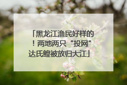 黑龙江渔民好样的！两地两只“投网”达氏鳇被放归大江
