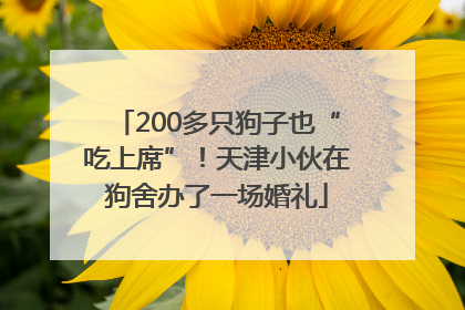 200多只狗子也“吃上席”！天津小伙在狗舍办了一场婚礼