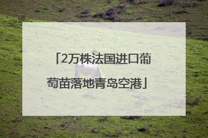 2万株法国进口葡萄苗落地青岛空港